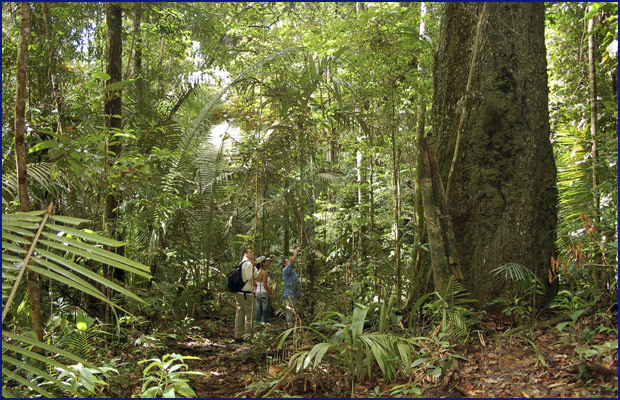 Der Amazonas-Regenwald - Die Grüne Kathedrale