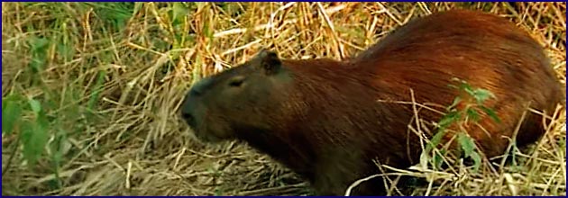 Das größte Nagetier der Erde - das Capybara